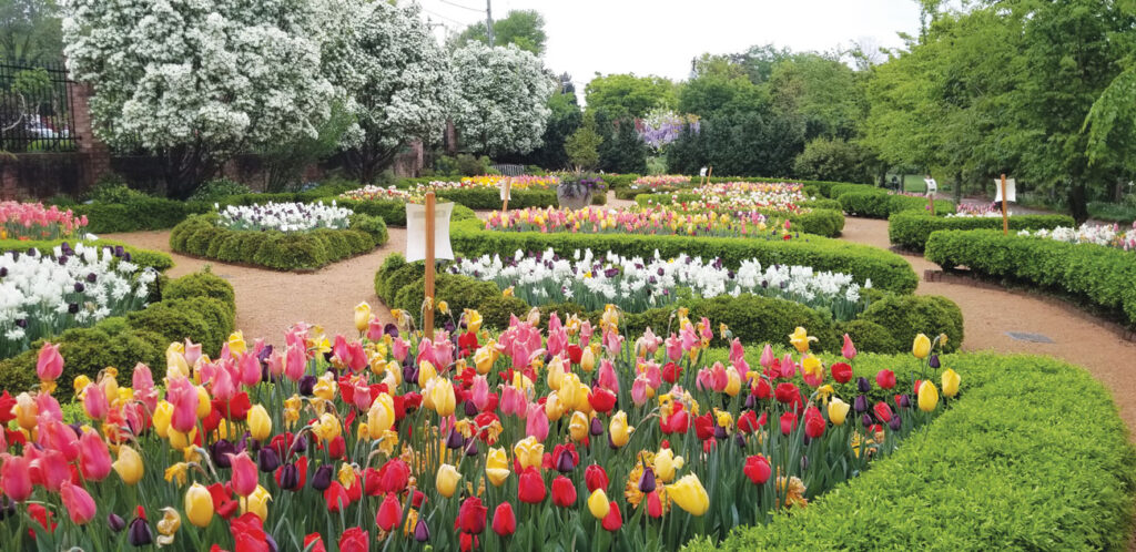 Beautiful springtime tulips at Winston's Salems Spectacular Tulip Bloom – Paul J. Ciener Botanical Garden
