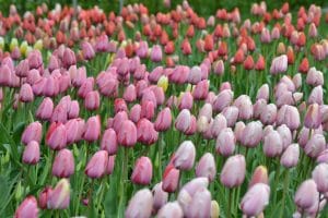 beautiful tulips in shades of pink